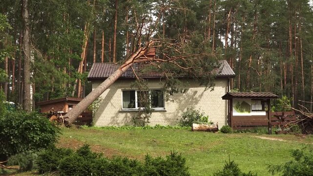 Cesis, Latvia - July 3, 2024 - A fallen tree on a house roof after a storm in a forested area, with a person running past the scene, showing storm damage and aftermath.
