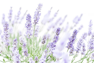 Naklejka premium Close-up of lavender flowers