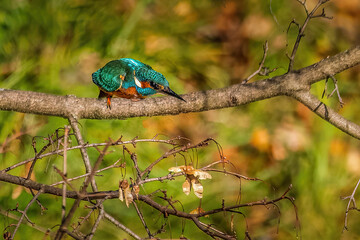 martin pêcheur en vol