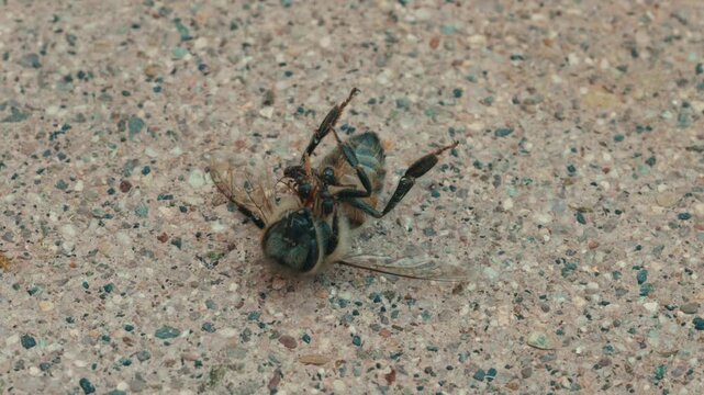 Ants eating a dead bee on concrete 