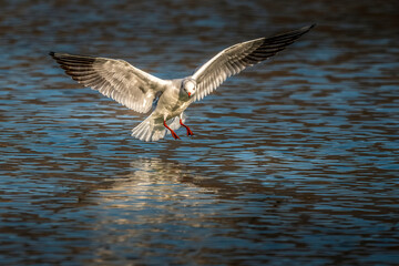 mouette rieuse