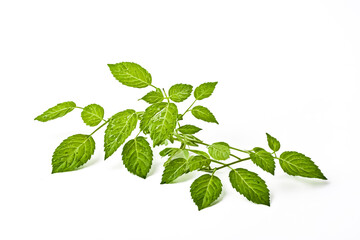 Obraz premium Green Leaves on White Background