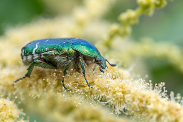 Golden cetonia (Cetonia aurata) on a chestnut flower.