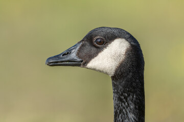 Portrait of a Canada goose (Branta canadensis).