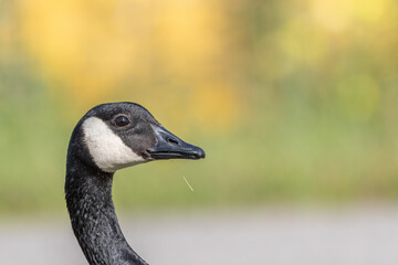 Portrait of a Canada goose (Branta canadensis).