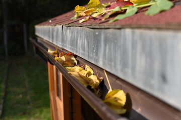 Leaves in eaves. cleaning gutter blocked with autumn leaves.Czech republic, Europe.