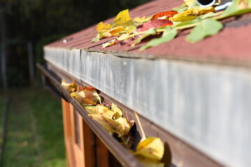 Leaves in eaves. cleaning gutter blocked with autumn leaves.Czech republic, Europe.