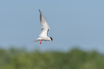 Common tern (Sterna hirundo) hovering over a marsh.