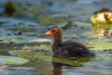 Eurasian Coot (Fulica atra) chick swiming on the water.