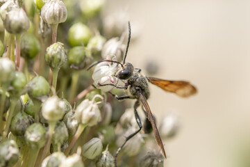 Mexican isodont (Isodontia mexicana) looking for pollen on a pink flower