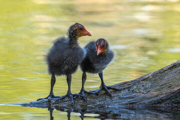 Eurasian Coot (Fulica atra) chicks on a trunk in the water.