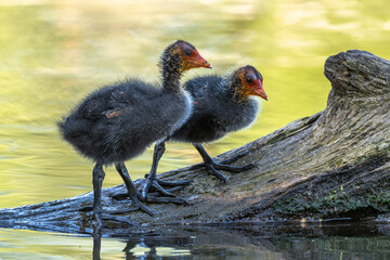 Eurasian Coot (Fulica atra) chicks on a trunk in the water.