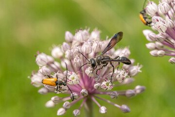 Mexican isodont (Isodontia mexicana) looking for pollen on a pink flower