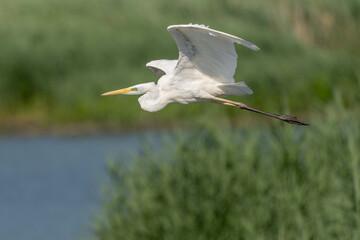 Great egret (Ardea alba) in flight over a marsh.