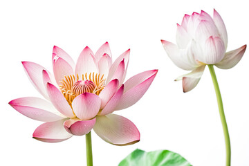Pink Lotus Flower Isolated on White Background
