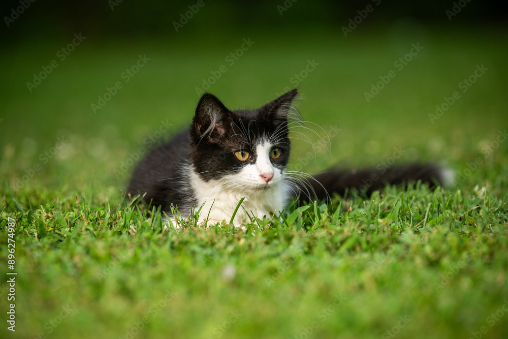 Wall mural Cute black and white cat laying in green grass