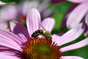 Biene auf einem purpurroten Scheinsonnenhut