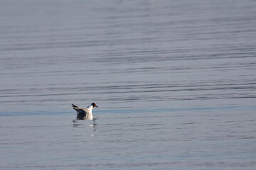 Laughing Gull Searching for Food in the Marsh