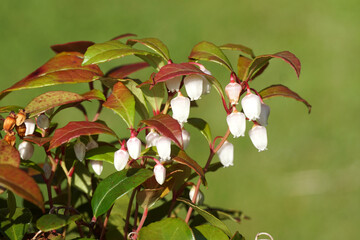 White flowers of eastern teaberry, checkerberry, boxberry, American wintergreen (Gaultheria procumbens), heather family (Ericaceae). Netherlands, Summer, July