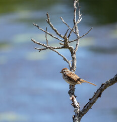 Song sparrow on a dead tree with pond in the background in summer in Muskoka