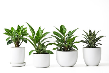 Four potted plants in white pots against white background