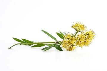 Obraz premium Yellow Flower with Green Stems on White Background