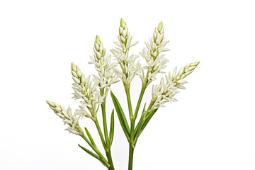 Fototapeta premium White Tuberose Flower Branch Isolated on White Background
