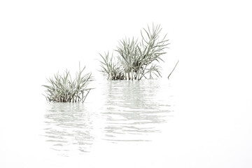 Naklejka premium Minimalist Aquatic Still Life