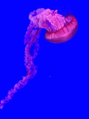 jellyfish in the water