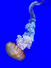 jellyfish in aquarium © Alvaro