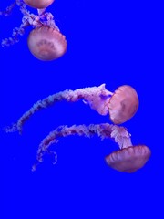 jellyfish in the water