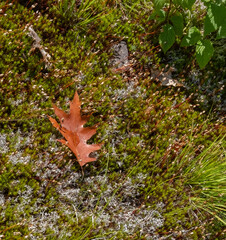 A brown oak leaf on lichen and moss at Torrance Barrens nature preserve in Muskoka