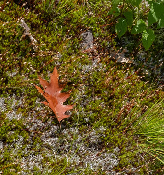 A brown oak leaf on lichen and moss at Torrance Barrens nature preserve in Muskoka