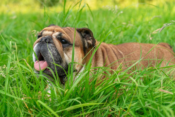 English Bulldog Lying in Tall Green Grass on  Sunny Day