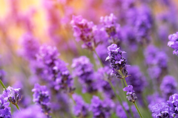 Obraz premium Close Up of Lavender Flowers in Bloom on Sunny Day