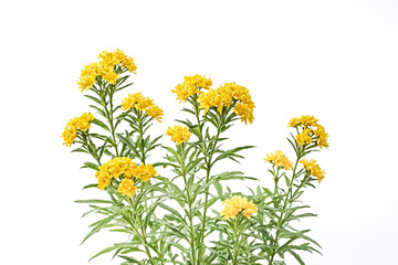 Fototapeta premium Yellow Flowers on White Background