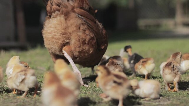 Hen and chickens outdoors eating on a green grass in the sun, hen agrarian poultry chick . Organic poultry farm. nature farming. Free range chickens.
