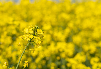 Close-Up of a Single Yellow Canola Flower in Field of Blooming Canola