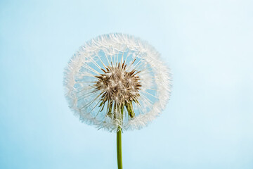 Obraz premium White Dandelion Flower on Light Blue Background