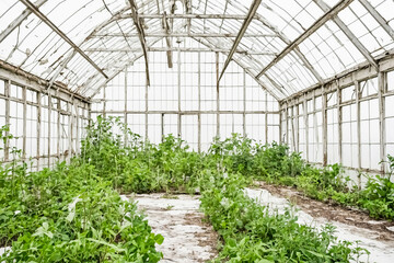 Fototapeta premium Overgrown Abandoned Greenhouse