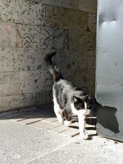 A black and white cat is standing in front of a wall.