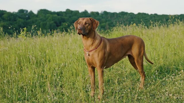 portrait of cute ridgeback dog outdoors