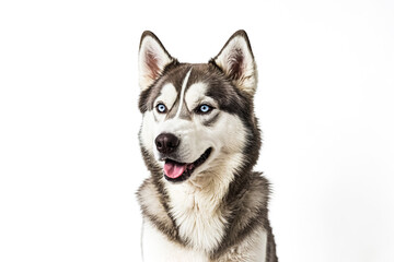 Portrait of a Husky Dog with Blue Eyes