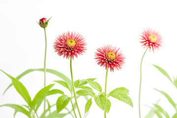 Delicate Pink Flowers with Green Leaves