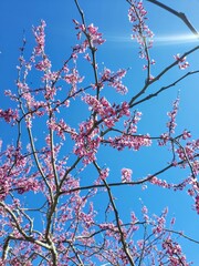 Cherry Blossom Spring