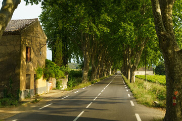 A Tranquil Country Road Winding Through a Lush Canopy of Trees on a Sunny Afternoon