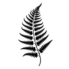 Fern Leaf Vector