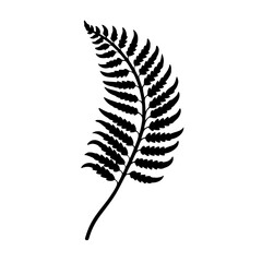 Fern Leaf Vector