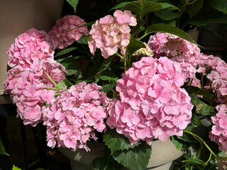 Pink hydrangea panicles in the garden