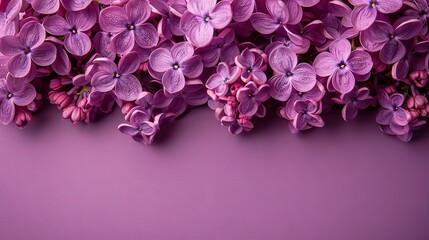   Close-up of purple flowers on purple background with space for text/image